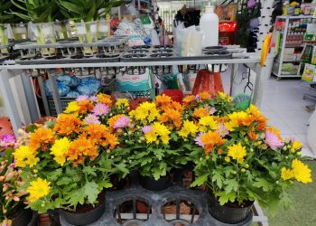 Vườn hoa Tấn Đạt Hội An