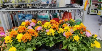 Vườn hoa Tấn Đạt Hội An