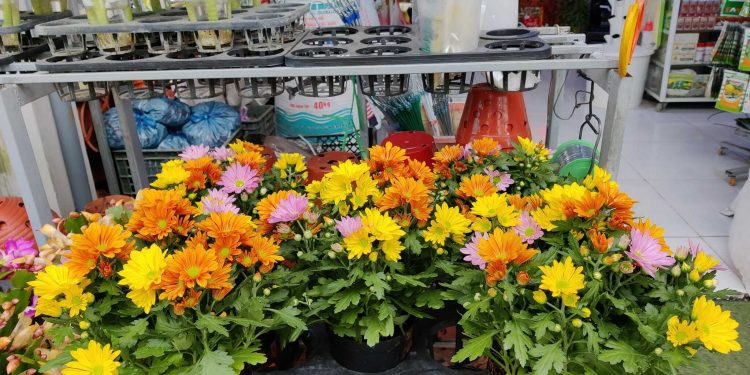 Vườn hoa Tấn Đạt Hội An